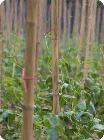 50CM PVC Coated Bamboo Canes Wholesale Agriculture