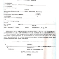 Bamboo Stakes Manufacturer 43